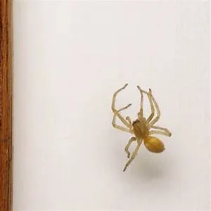 Spa and wellness retreats