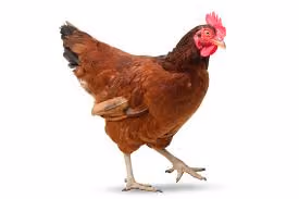 fvgfgf