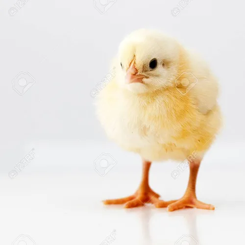 prettychicken
