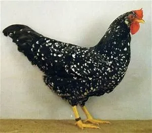 River rapids conquests