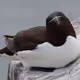 aaaaa