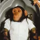 Space monkey 