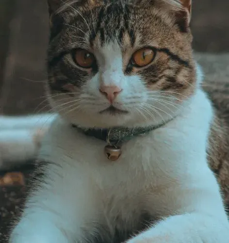 cattycat