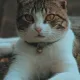 cattycat