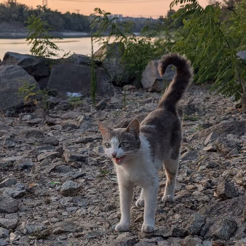 MIAW