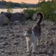 MIAW
