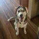 Shotgun Pup