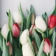 tulps