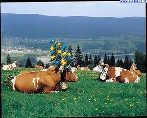 Japanese geisha traditions