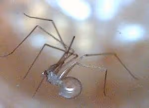 Living with local families