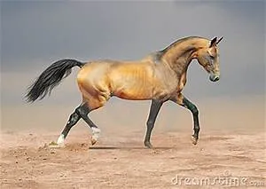 Luxurious outdoor experiences