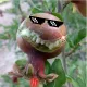 peperonia
