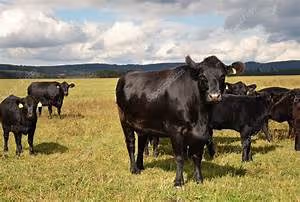 Spiritual pilgrimage journeys