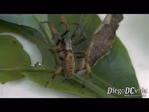 Medieval lodging fantasies