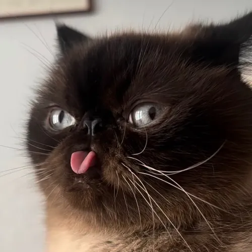 meow