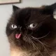 meow