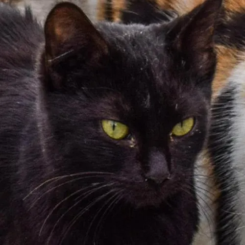 Medieval knights tales