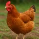 Gemoy chicken 