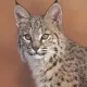 kitta