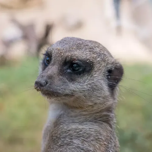 lemur