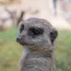 lemur