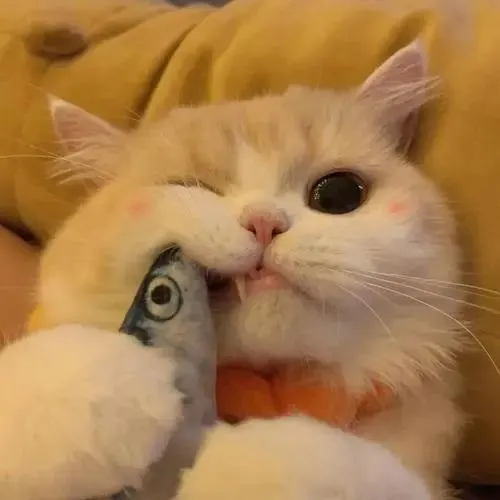 catbaby