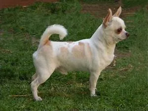 Roman empire glories