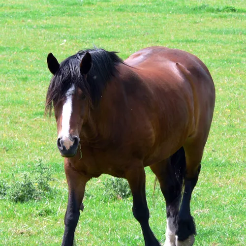 Hot air balloon rides