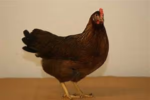 Spa and wellness retreats