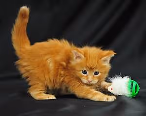 Desert oasis retreats