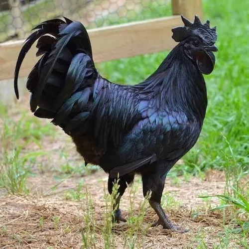 chiken
