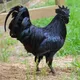 chiken