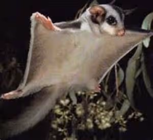 River rapids conquests