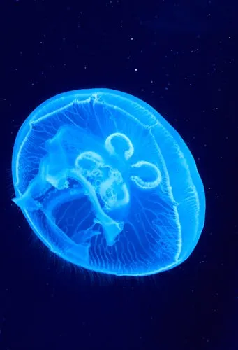 jelly
