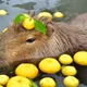 cute Capy