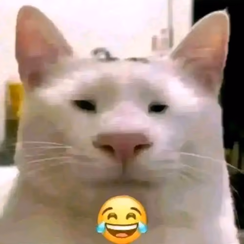 koceng 