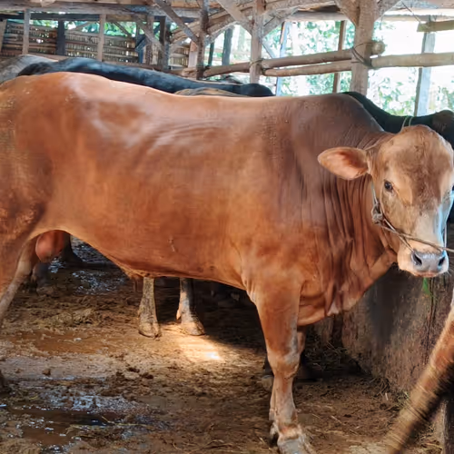 COW