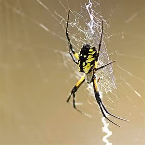 River rapids conquests