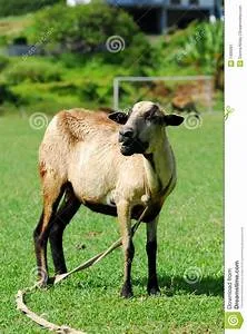 Mobile home adventures