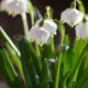 Veromca 
