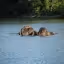 Environmental conservation efforts