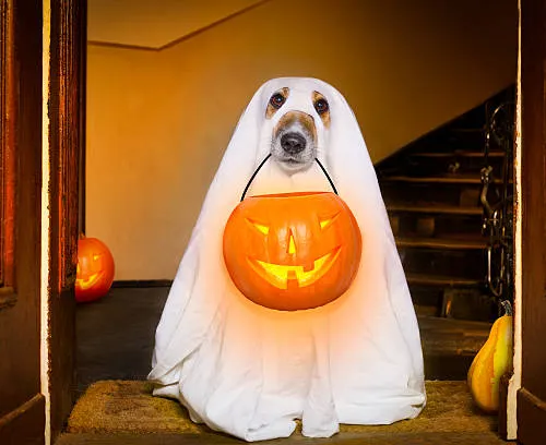 boo