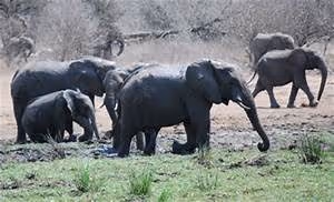 Interstellar travel dreams