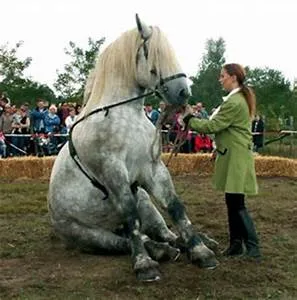 Protecting furry friends