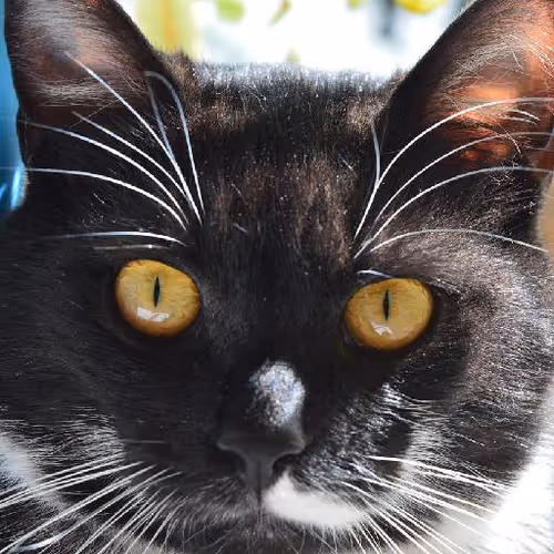 Egyptian pharaohs legacy