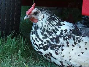 Treehouse accommodation stays