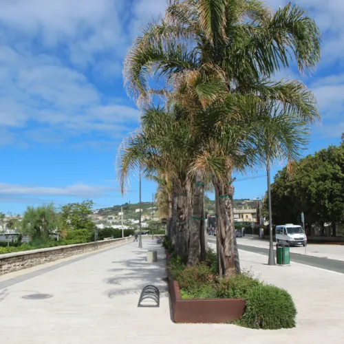 Palm