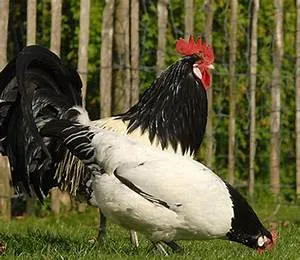 Aspirations pursuit journey