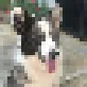 xoithecorgi