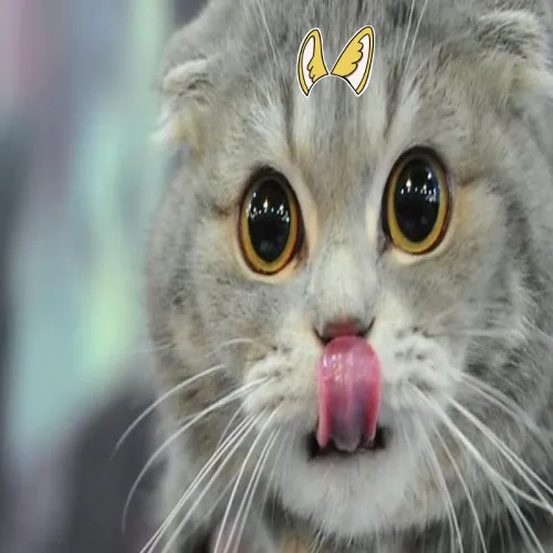 Fierce_Pawprintz